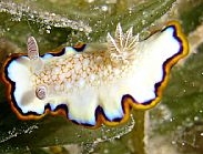 Photo: B. & S. Koretz.  Eilat, 22m, May, 2005. See a larger photo